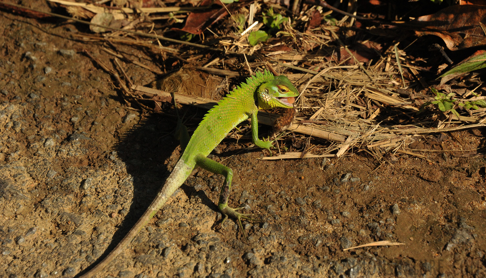 Calotes calotes [160 mm, 1/4000 Sek. bei f / 7.1, ISO 1600]